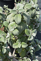 Silver Spur Flower (Plectranthus argentatus) at Lakeshore Garden Centres