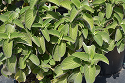 Blue Spur Flower (Plectranthus barbatus) at Lakeshore Garden Centres