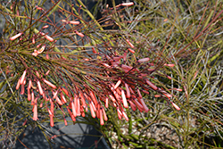 Flamingo Park Pink Coral Plant (Russelia equisetiformis 'Flamingo Park') at Lakeshore Garden Centres