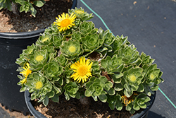 Canary Island Daisy (Asteriscus sericeus) at Lakeshore Garden Centres