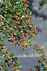 Ladder Leaf Cotoneaster (Cotoneaster 'Ladder Leaf') at Lakeshore Garden Centres
