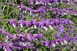 Mexican Bush Sage (Salvia leucantha) at Lakeshore Garden Centres
