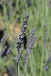 Sweet Lavender (Lavandula x heterophylla) at Lakeshore Garden Centres
