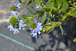 Fandango Blue Fan Flower (Scaevola crassifolia 'Luedansca') at Lakeshore Garden Centres