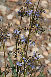 Cassa Blue Flax Lily (Dianella caerulea 'DBB03') at Lakeshore Garden Centres