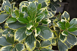 Variegated New Zealand Laurel (Corynocarpus laevigatus 'Variegata') at Lakeshore Garden Centres