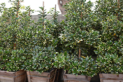 Variegated New Zealand Laurel (Corynocarpus laevigatus 'Variegata') at Lakeshore Garden Centres