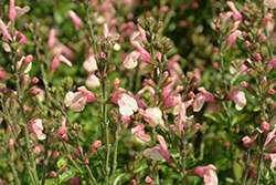 Sierra de San Antonio Sage (Salvia x jamensis 'Sierra de San Antonio') at Lakeshore Garden Centres