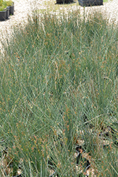 California Gray Rush (Juncus patens) at Lakeshore Garden Centres
