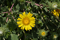 Ray's Carpet Coastal Gum Plant (Grindelia stricta var. platyphylla 'Ray's Carpet') at Lakeshore Garden Centres
