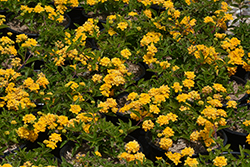 New Gold Lantana (Lantana camara 'New Gold') at Lakeshore Garden Centres