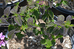 Purple Trailing Lantana (Lantana montevidensis) at Lakeshore Garden Centres