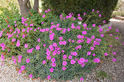 Jazz Time Rock Purslane (Cistanthe grandiflora 'Jazz Time') at Lakeshore Garden Centres