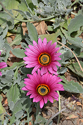 Big Magenta African Daisy (Arctotis acaulis 'Big Magenta') at Lakeshore Garden Centres