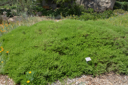 Santa Ana Coyote Brush (Baccharis pilularis 'Santa Ana') at Lakeshore Garden Centres