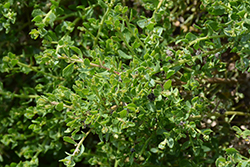 Santa Ana Coyote Brush (Baccharis pilularis 'Santa Ana') at Lakeshore Garden Centres