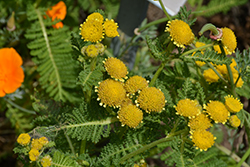 Dune Tansy (Tanacetum bipinnatum) at Lakeshore Garden Centres
