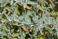 Point Sal Spreader Sage (Salvia leucophylla 'Point Sal Spreader') at Lakeshore Garden Centres