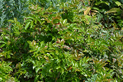 Mission Canyon Barberry (Berberis 'Mission Canyon') at Lakeshore Garden Centres