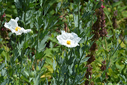White Cloud Matilija Poppy (Romneya coulteri 'White Cloud') at Lakeshore Garden Centres
