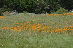 California Poppy (Eschscholzia californica) at Lakeshore Garden Centres