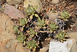 Santa Barbara Island Live-Forever (Dudleya traskiae) at Lakeshore Garden Centres
