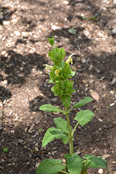 Avis Keedy Hummingbird Sage (Salvia spathacea 'Avis Keedy') at Lakeshore Garden Centres