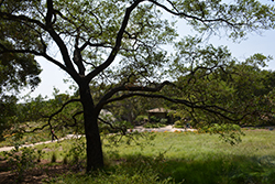 Engelmann Oak (Quercus engelmannii) at Lakeshore Garden Centres