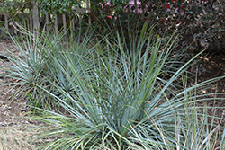 Chaparral Yucca (Hesperoyucca whipplei) at Lakeshore Garden Centres