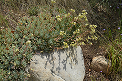 Catalina Island Live-Forever (Dudleya hassei) at Lakeshore Garden Centres