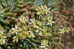 Catalina Island Live-Forever (Dudleya hassei) at Lakeshore Garden Centres