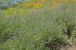 Aromas Sage (Salvia 'Aromas') at Lakeshore Garden Centres