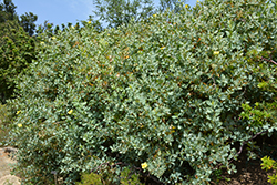 Island Bush Poppy (Dendromecon harfordii) at Lakeshore Garden Centres