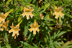 Santa Lucia Monkey Flower (Mimulus bifidus 'Esselen') at Lakeshore Garden Centres