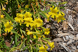 Jelly Bean Lemon Monkeyflower (Mimulus 'Jelly Bean Lemon') at Lakeshore Garden Centres