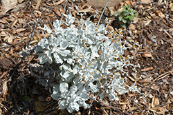 Saffron Buckwheat (Eriogonum crocatum) at Lakeshore Garden Centres