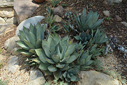 Cedros Island Agave (Agave sebastiana) at Lakeshore Garden Centres