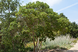 Summer Holly (Comarostaphylis diversifolia) at Lakeshore Garden Centres