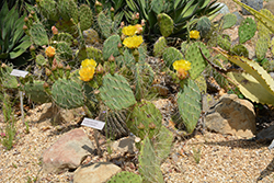 Tulip Prickly Pear Cactus (Opuntia phaeacantha) at Lakeshore Garden Centres