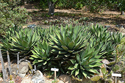 Shaw's Agave (Agave shawii) at Lakeshore Garden Centres