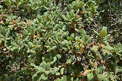 Leather Oak (Quercus durata) at Lakeshore Garden Centres