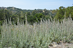 White Sage (Salvia apiana) at Lakeshore Garden Centres