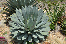 Cedros Island Agave (Agave sebastiana) at Lakeshore Garden Centres