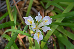Rocky Mountain Iris (Iris missouriensis) at Lakeshore Garden Centres