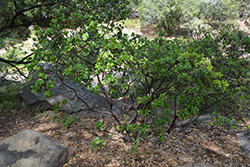 White Leaf Common Manzanita (Arctostaphylos manzanita ssp. glaucescens) at Lakeshore Garden Centres