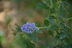 Mountain Haze California Lilac (Ceanothus 'Mountain Haze') at Lakeshore Garden Centres