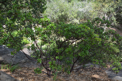 Eastwood's Brittle-leaf Manzanita (Arctostaphylos tomentosa ssp. eastwoodiana) at Lakeshore Garden Centres