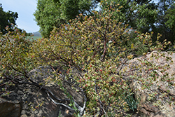 Warren Roberts Pajaro Manzanita (Arctostaphylos pajaroensis 'Warren Roberts') at Lakeshore Garden Centres