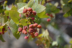 Warren Roberts Pajaro Manzanita (Arctostaphylos pajaroensis 'Warren Roberts') at Lakeshore Garden Centres