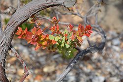 Pajaro Manzanita (Arctostaphylos pajaroensis) at Lakeshore Garden Centres